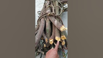 Hoạt huyết đằng lõi vàng || zalo:0396761661