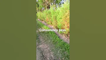 Motivation Success Life Motivational Mindset Wisdomquotes Consistency Pays 