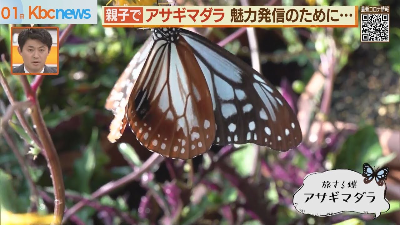 「旅する蝶」アサギマダラの魅力を発信