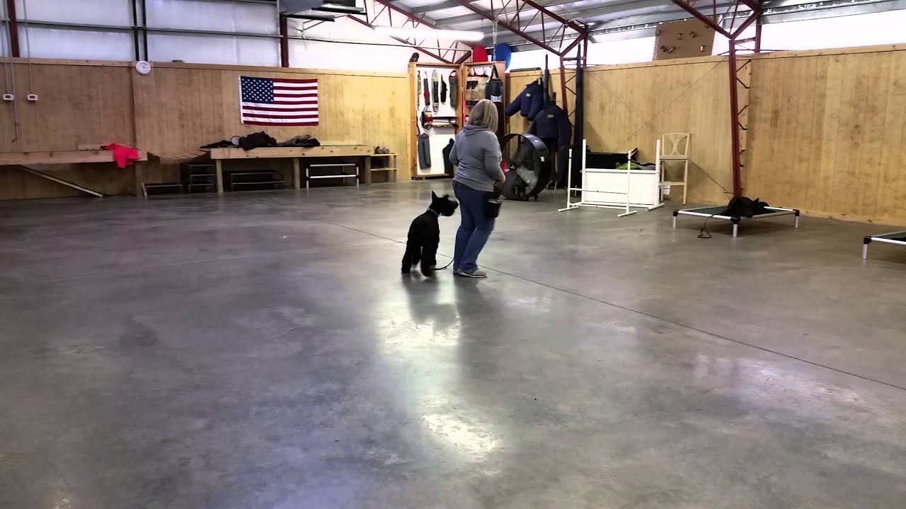 obedience training dmc 5 Giant Schnauzer 