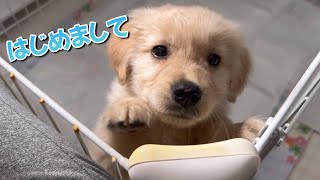 【初対面】我が家にゴールデンレトリバーの子犬がやってきた