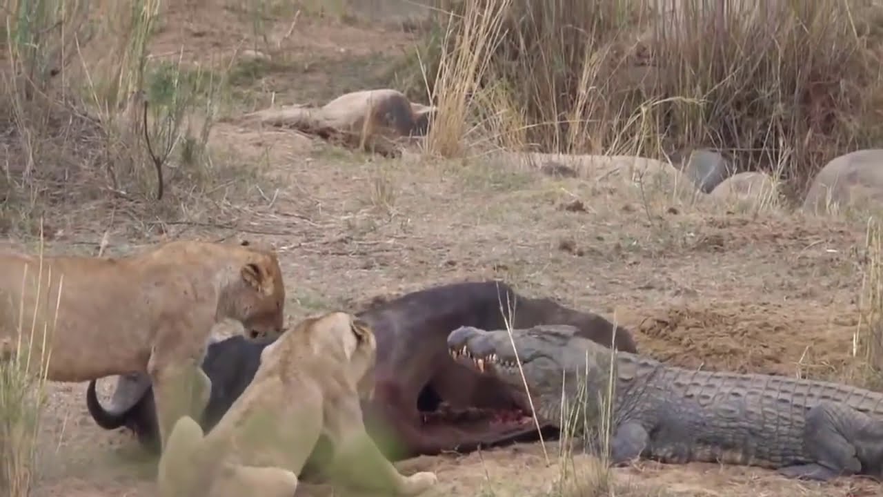 アメージングマザーサイは 象とサイとカバの出会いから赤ちゃんを守ります Animals Tv Show Youtube