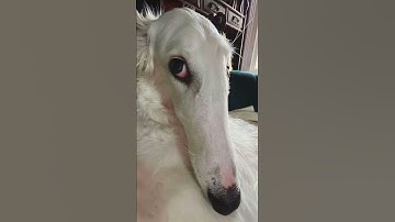 Long nose dog meme