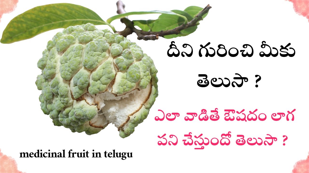 Custard Apple Uses In Telugu medicinalplants Custard Apple Uses In Telugu medicinalplants