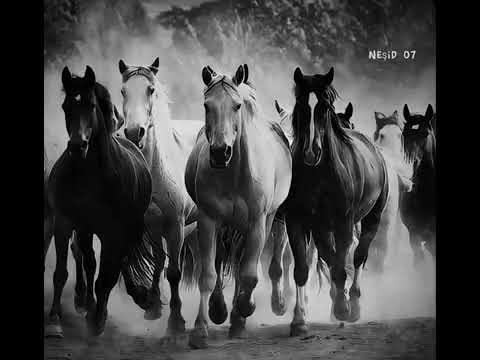 نشيد بنينا المجد عزا وضياء أناشيد جهادية