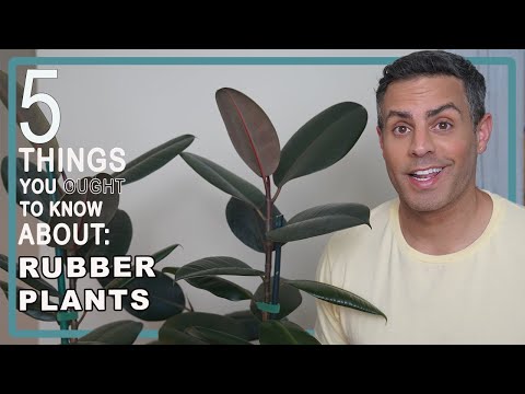 5 Things You Ought To Know About Your Rubber Plant (Ficus Elastica). Care, Repot + More!Video 4K