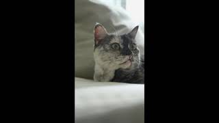 Cat Looking Around The Corner