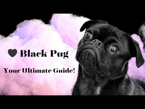 Video: Prečo Pugs Psy sú perfektné rodinné Pet