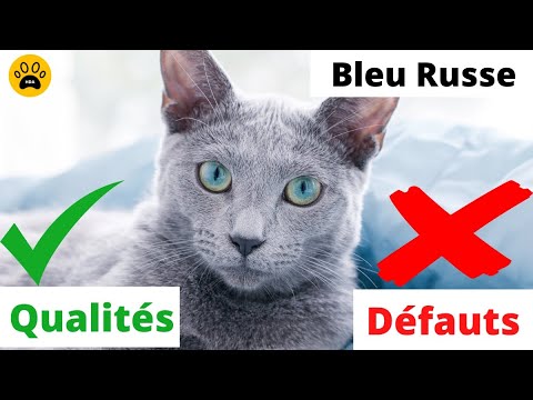 Vidéo: Les chats bleus russes sont-ils câlins ?