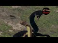 La Serpiente de Cascabel mas GRANDE del Mundo. Serpiente de Cascabel Gigante –CASCABEL DIAMANTE