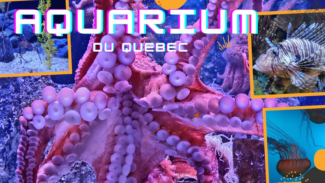 Aquarium du Quebec! Great Place to Watch Stunning Sea Animals. 