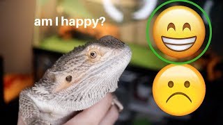 HOW TO KNOW IF YOUR BEARDED DRAGON IS HAPPY!