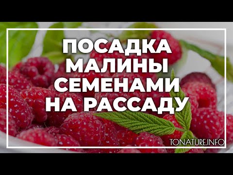 Как вырастить малину из семян в домашних условиях на рассаду