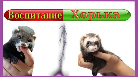 Хорек кусается!Что делать!?