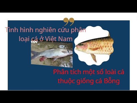 Video Câu Cá Đồng Nai || Tình hình nghiên cứu phân loại cá ở... - youtube