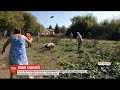 У селі на Полтавщині найняли професійного ловця тварин, аби піймати свиней-шкідників
