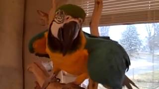 Вот как смеются попугаи