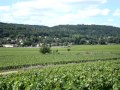 Savigny les beaune vineyards august 2010mpg