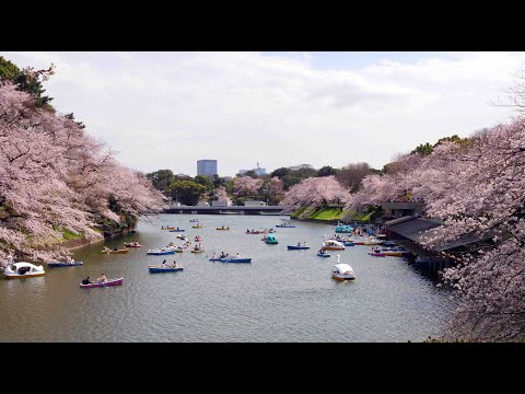 飯田橋、靖国神社、外濠公園、千鳥ヶ淵の桜 2022年3月25日  (令和4年) みんなのアルバム