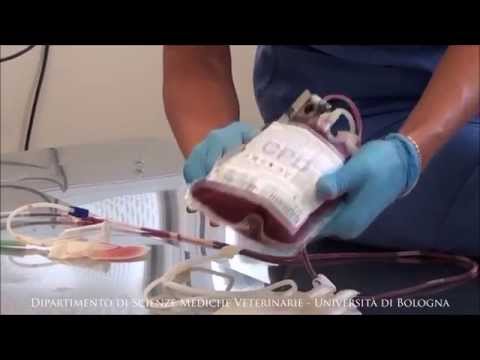 Video: Maledetto Inferno! Medicina Trasfusionale E Crisi Di Terapia Intensiva Veterinaria