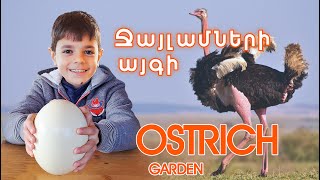 Ostrich garden / Ջայլամների այգի / TaronAren