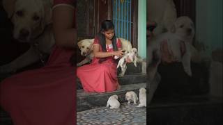 Puppies la Ivalo Cute ah Iruganga🥰SS Minivlog-23😇#satheeshshanmu #shorts