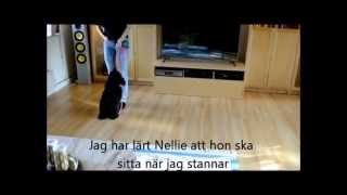 Koppelträning - hur du får hunden att gå fint i koppel