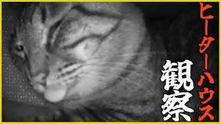 ヒーターハウス内をカメラで観察したらめちゃくちゃくつろいでたｗｗｗ by kopasan 6匹+3匹の猫 【猫と車とDIY】 969 views 3 months ago 2 minutes, 53 seconds
