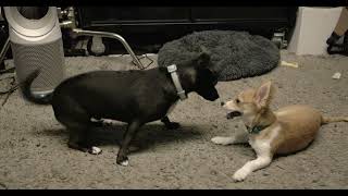 Milo Puppy 21 Pumpkin Tackles Milo