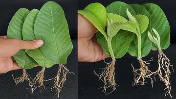 How to grow guava trees from guava leaves With 100% Success Unique Technique!