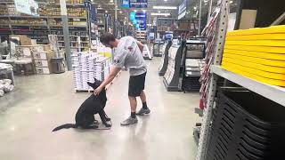 Elite Level Family Personal Protection Dog “Zailor” 1 Yr Home Raised Prof/Trained Dog W/Public Skill