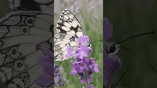 Beautiful Marbled White Erfly