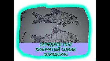 Определи пол Коридорас Крапчатый сомик, Разговор о размножении сомов