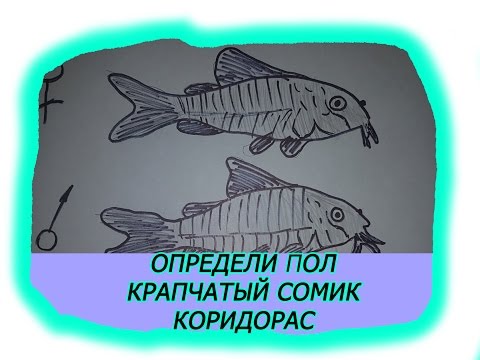 Вопрос: Чем лечить полу парализованного сомика?