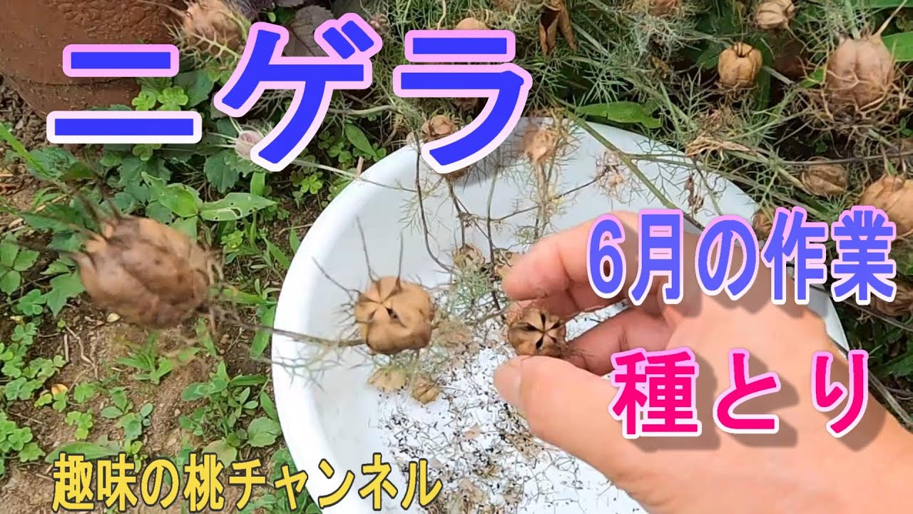 Nigella] June task: Seed collection 24/6/28 - YouTube