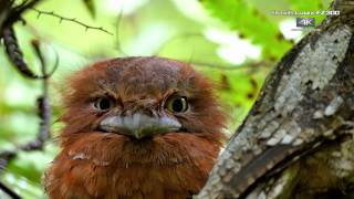 Panasonic FZ300 4K Video "The Blessings of Nature Lanka" by Bence Máté - YouTube