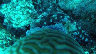 Octopus Dahab 2017