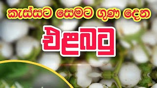 Elabatu Plant - එළබටු බෝග වගාව 