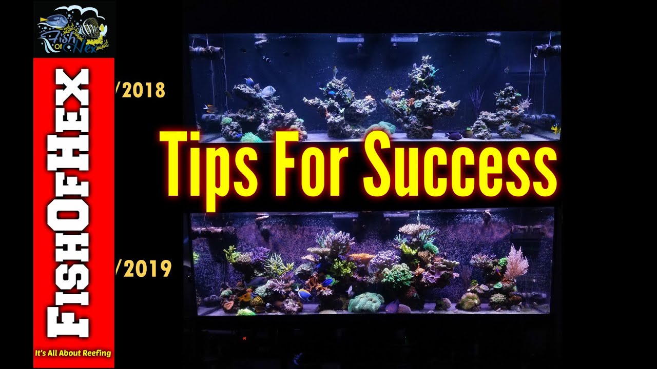 My Tips For Success In The Saltwater Aquarium Hobby