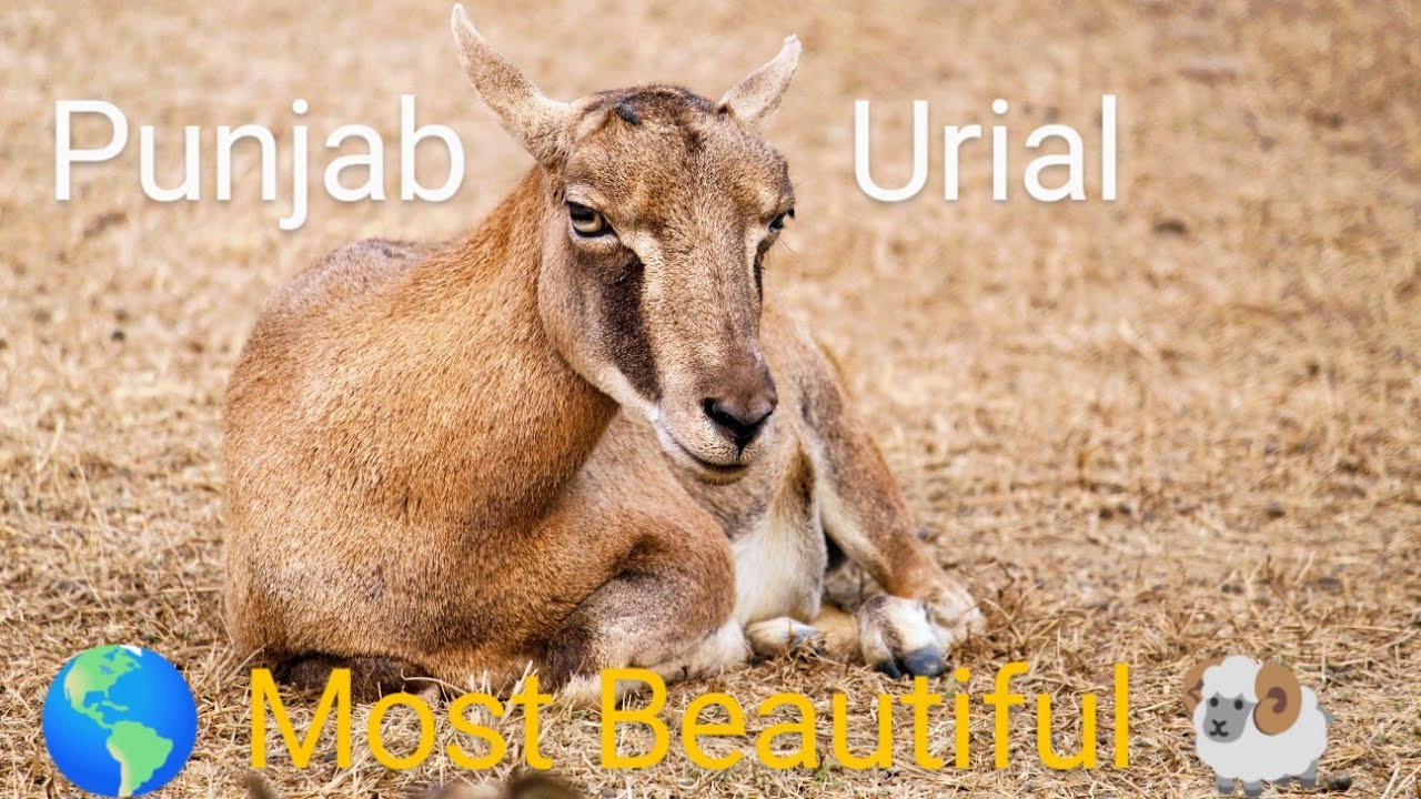 Punjab Urial | Wildlife of Pakistan | World Most Beautiful Sheep | Ovis ...
