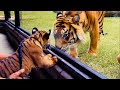 Top 5 Tiger Moments | BBC Earth
