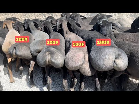 Dantelli ichki kiyimdagi ayollar