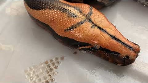 Fresh Shed Orange Head Short Tail Python