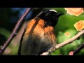 Ночь любви Н Бучинская Night of love N.Buchinskaya
