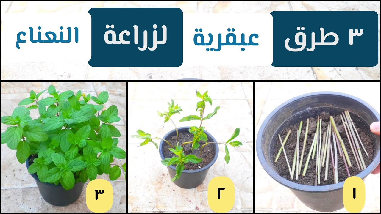 3 طرق عبقرية لزراعة النعناع في المنزل 2023
