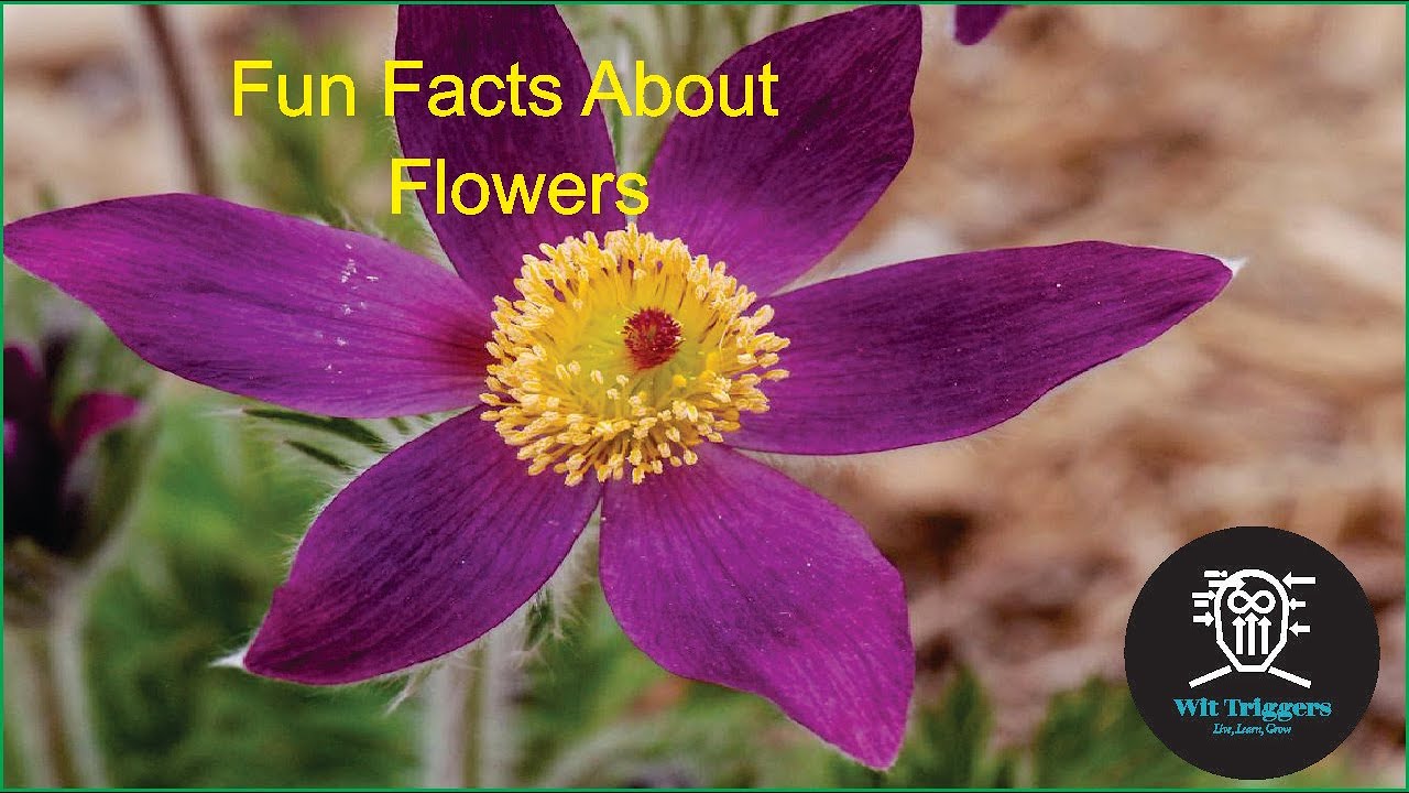 Fabulous Facts About Flowers Discover the Wonders of the Floral World