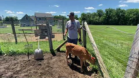Training Calves for Oxen - Part 6 (Acclimating Young Working Steers to Distractions)