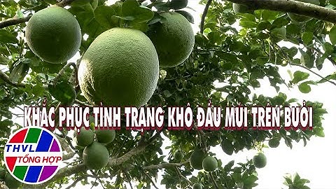 Nông nghiệp bền vững: Khắc phục tình trạng khô đầu múi trên bưởi