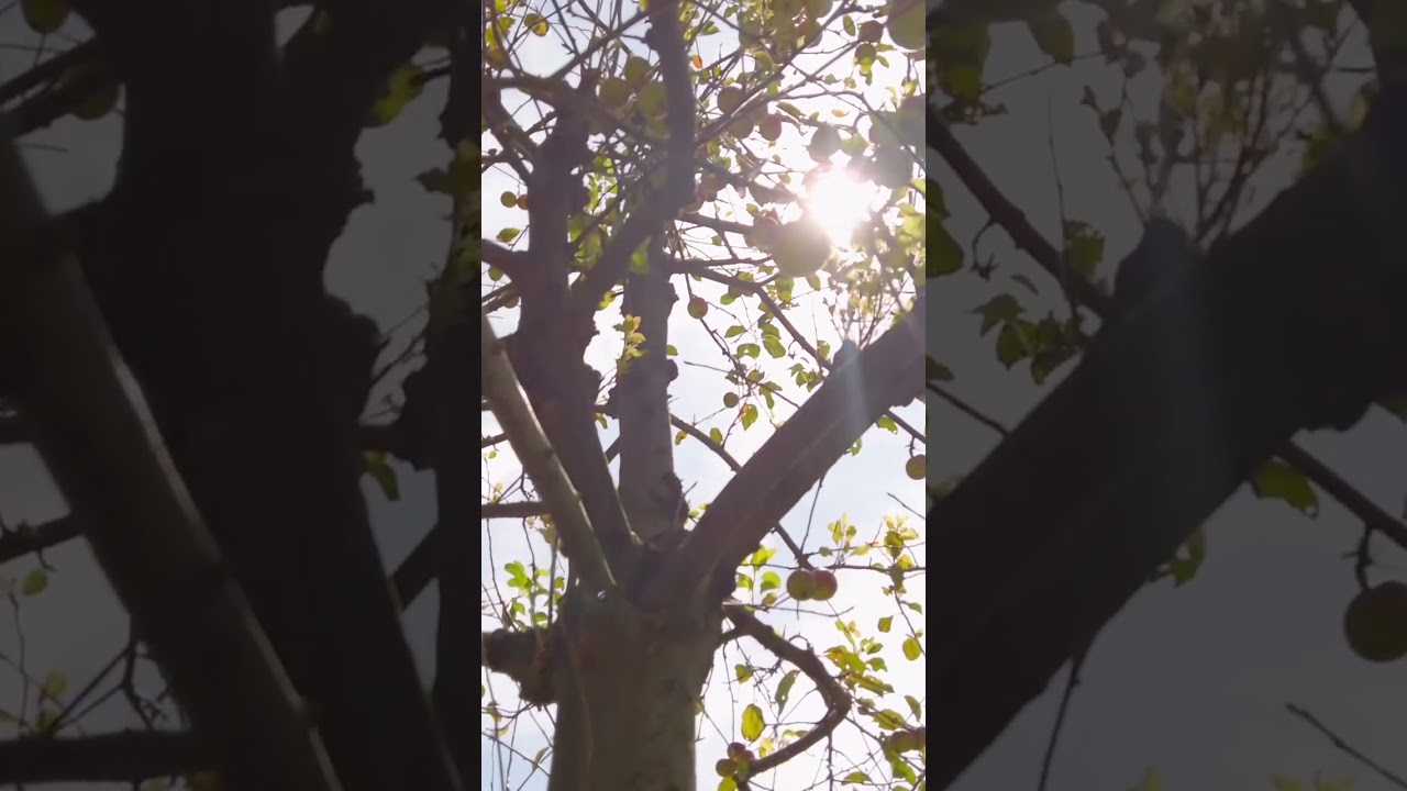 Disappearing in the Sky Music Video | Childhood Memories | Folk | 