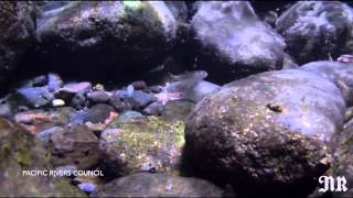 Counting salmon to save salmon with Charley Dewberry